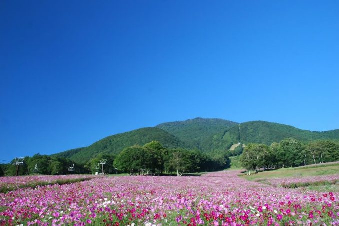 旬花咲く 黒姫高原 黒姫高原スノーパーク 信州しなの町観光協会