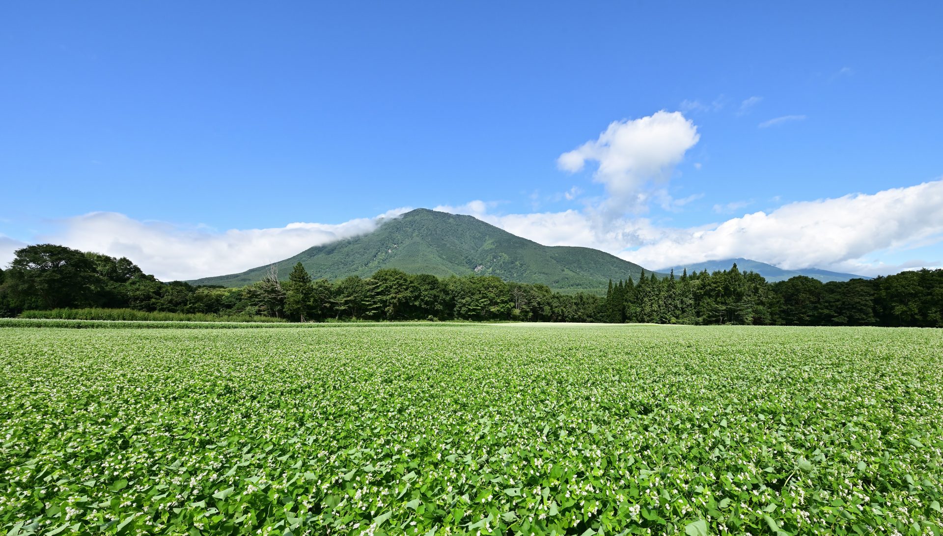 soba field