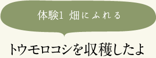 体験1 畑にふれるトウモロコシを収穫したよ